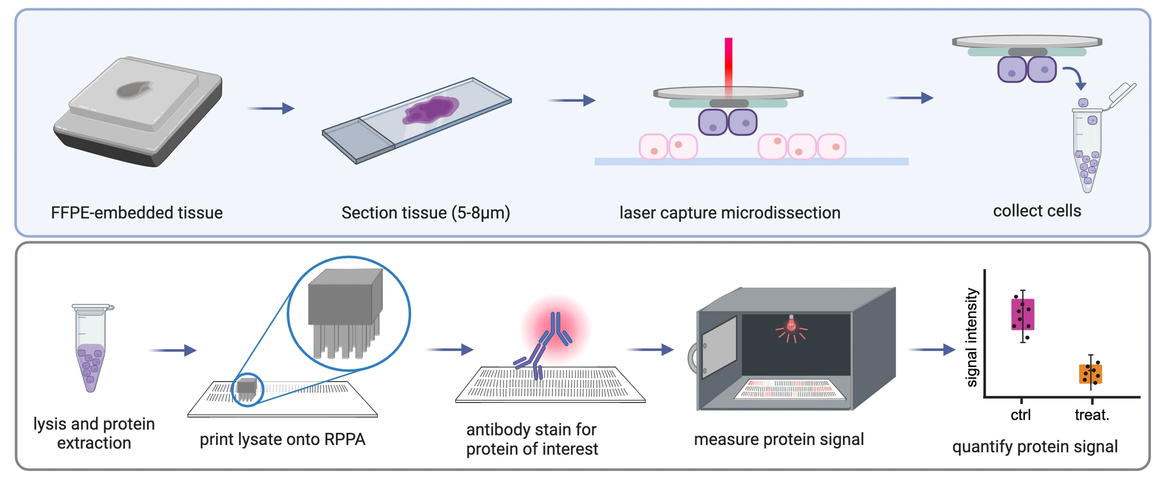 RPPA workflow: FFPE-embedded tissue is sectioned at 5 to 8 microns, cells are isolated by laser capture microdissection and collected, then lysed for protein extraction; the lysate is printed onto an RPPA slide, stained with an antibody for the protein of interest, imaged to measure protein signal, and quantified.